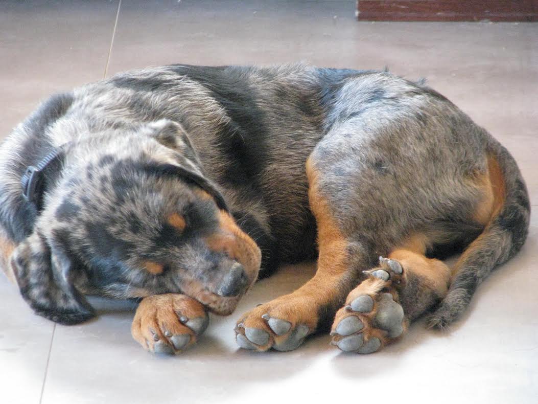 domainedelalicorne.fr Elevage de beauceron chiot beauceron pure race élevage du clos de la licorne elevage des gardiens de la licorne elevage beauceron noir et feu authentique gros gabarits élevage de Beauceron familial sérieux et qualité domainedelalicorne.fr suivi des chiots conseil d’éducation chiot propre bas rouge santé caractère spécialiste du beauceron noir et feu ou arlequin chien rustique berger de France  nos chiots sont élevés avec amour et attention notre passion au service de la qualité Beauceron de qualité et sportif domaine de la licorne 04380 BARRAS élevage en liberté éleveur berger de beauce élevage de beauceron de travail 